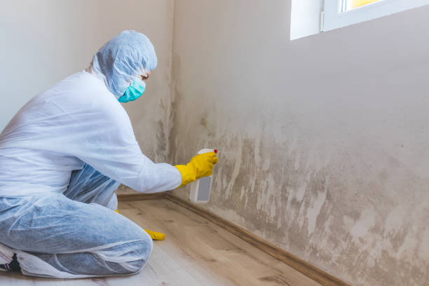Licensed Black Mold Removal service in Flanders, NJ - WQB Mold Removal