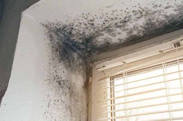 Affordable Black Mold Removal solutions in Flanders, NJ
