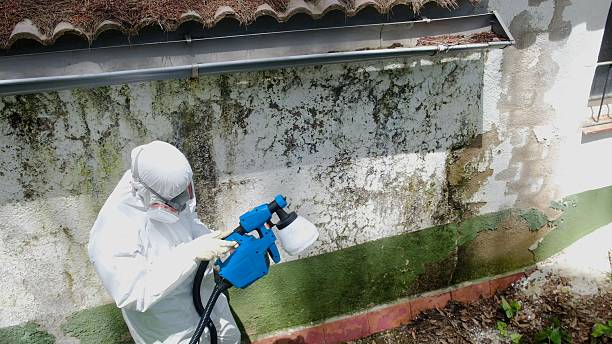 Top rated local Black Mold Removal specialists in Flanders, NJ